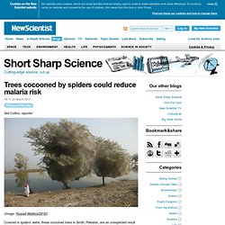 Trees cocooned by spiders could reduce malaria risk