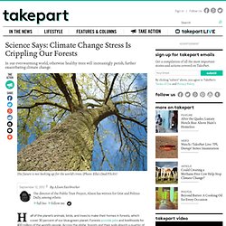 Science Says: Climate Change Stress Is Crippling Our Forests