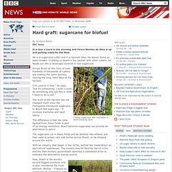 Hard graft: sugarcane for biofuel