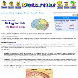 Science for Kids: The Human Brain