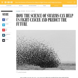 How the Science of Swarms Can Help Us Fight Cancer and Predict the Future
