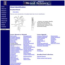 Weed Science at the University of Illinois