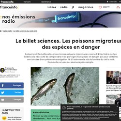 Le billet sciences. Les poissons migrateurs, des espèces en danger