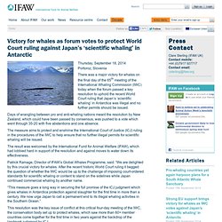 Victory for whales as forum votes to protect World Court ruling against Japan’s ‘scientific whaling’ in Antarctic