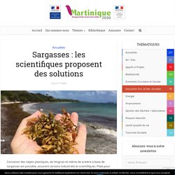 Sargasses : les scientifiques proposent des solutions