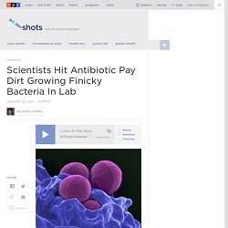 Scientists Hit Antibiotic Pay Dirt Growing Finicky Bacteria In Lab