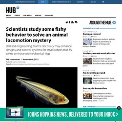 Scientists study some fishy behavior to solve an animal locomotion mystery