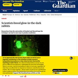 Scientists breed glow-in-the-dark rabbits