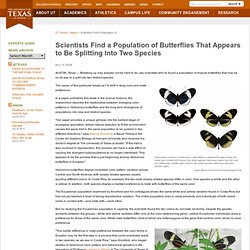 Scientists Find a Population of Butterflies That Appears to Be Splitting Into Two Species