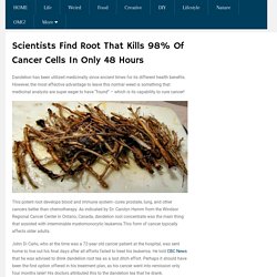 Scientists Find Root That Kills 98% Of Cancer Cells In Only 48 Hours – Melemon