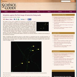 Scientists capture the first image of memories being made