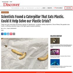 Scientists Found a Caterpillar That Eats Plastic. Could It Help Solve our Plastic Crisis?