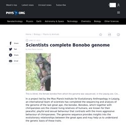 Scientists complete Bonobo genome