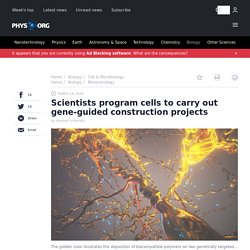 Scientists program cells to carry out gene-guided construction projects