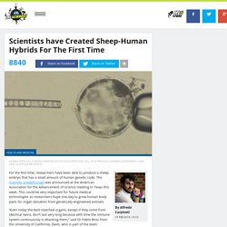 Scientists have Created Sheep-Human Hybrids For The First Time