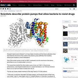 Scientists describe protein pumps that allow bacteria to resist drugs
