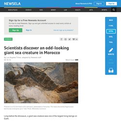 Scientists discover an odd-looking giant sea creature in Morocco