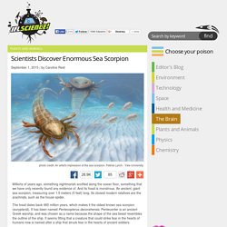 Scientists Discover Enormous Sea Scorpion