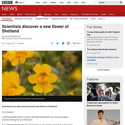 Scientists discover a new flower of Shetland