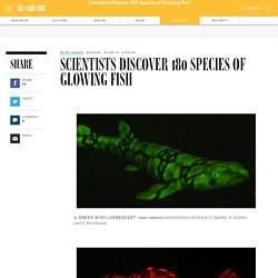 Scientists Discover 180 Species of Glowing Fish