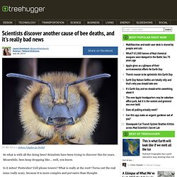 Scientists discover another cause of bee deaths, and it's really bad news