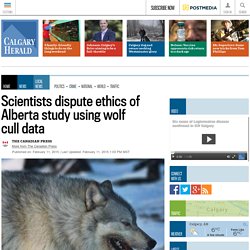 Scientists dispute ethics of Alberta study using wolf cull data