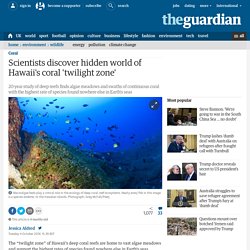 Scientists discover hidden world of Hawaii's coral 'twilight zone'