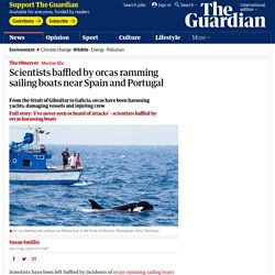 Scientists baffled by orcas ramming sailing boats near Spain and Portugal