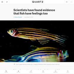 Scientists have found evidence that fish have feelings too