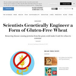 SCIENTIFIC AMERICAN 23/11/17 Scientists Genetically Engineer a Form of Gluten-Free Wheat