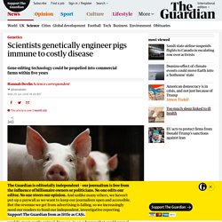 Scientists genetically engineer pigs immune to costly disease