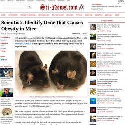Scientists Identify Gene that Causes Obesity in Mice