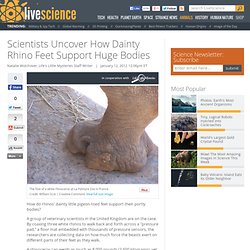 Scientists Uncover How Dainty Rhino Feet Support Huge Bodies