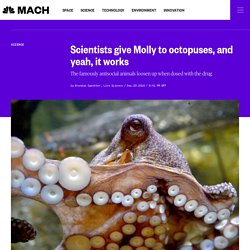 Scientists give Molly to octopuses, and yeah, it works