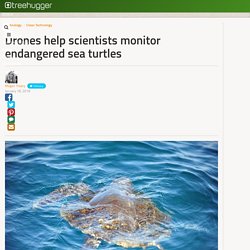 Drones help scientists monitor endangered sea turtles