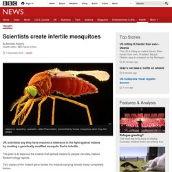 Scientists create infertile mosquitoes