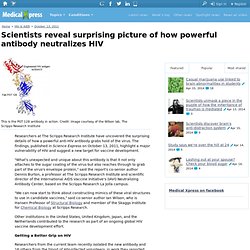 Scientists reveal surprising picture of how powerful antibody neutralizes HIV