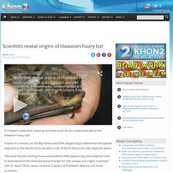 Video: Scientists reveal origins of Hawaiian hoary bat