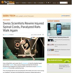 Swiss Scientists Rewire Injured Spinal Cords, Paralyzed Rats Walk Again