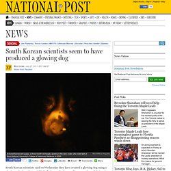 South Korean scientists seem to have produced a glowing dog