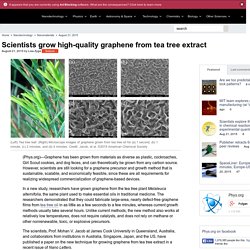 Scientists grow high-quality graphene from tea tree extract