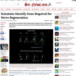 Scientists Identify Gene Required for Nerve Regeneration