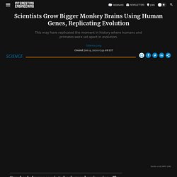 Scientists Grow Bigger Monkey Brains Using Human Genes, Replicating Evolution