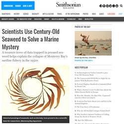 Scientists Use Century-Old Seaweed to Solve a Marine Mystery