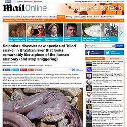 Scientists discover new species of 'blind snake' in Brazilian river (and please stop sniggering at the back)