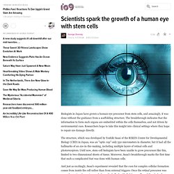 Scientists spark the growth of a human eye with stem cells