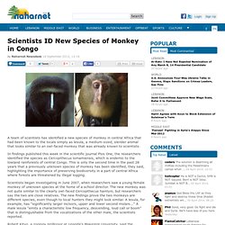 Scientists ID New Species of Monkey in Congo