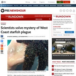 Scientists solve mystery of West Coast starfish plague