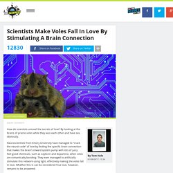 Scientists Make Voles Fall In Love By Stimulating A Brain Connection