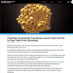 Scientists Successfully Turn Breast Cancer Cells Into Fat to Stop Them From Spreading
